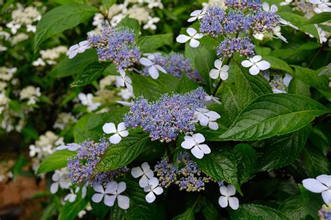 耐蔭植物|日陰で育てられるおすすめの植物 34種類！